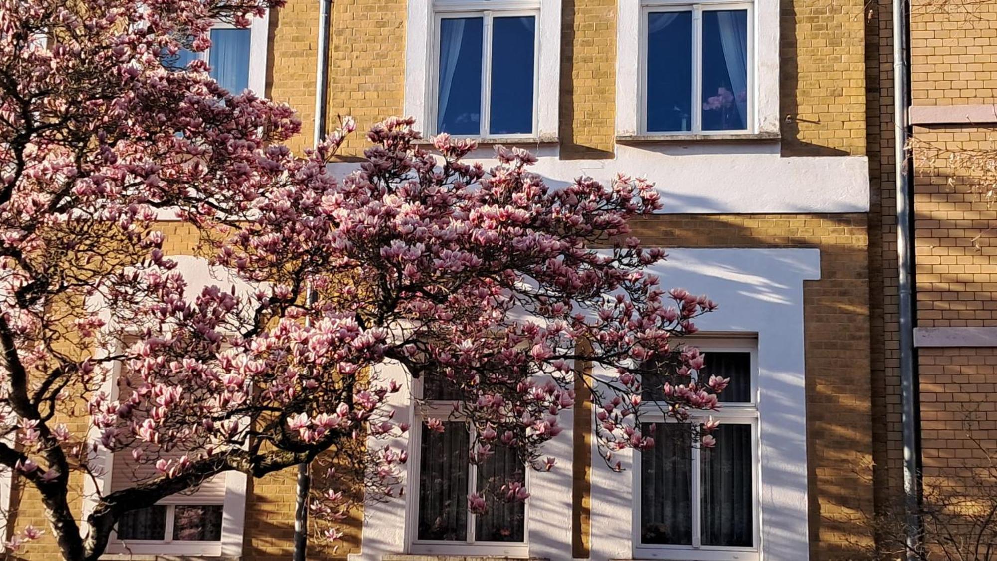 Ferienwohnung Rosi Naumburg  Exterior photo